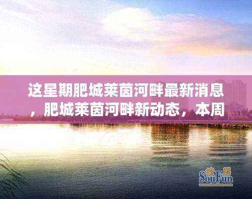 肥城莱茵河畔本周焦点，最新消息与多元观点探讨