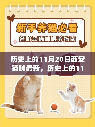 历史上的11月20日西安猫咪,新手养育指南与最新资讯