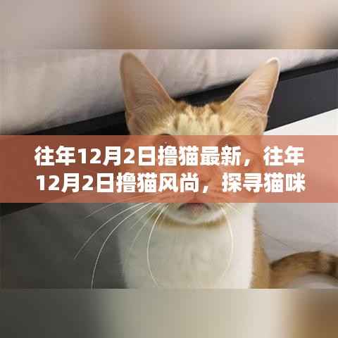 探寻猫咪热潮,往年12月2日撸猫风尚的独特魅力与最新动态