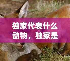 独家代表什么动物,独家是什么