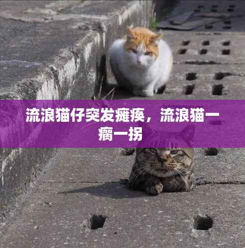 流浪猫仔突发瘫痪,流浪猫一瘸一拐