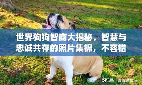 世界狗狗智商大揭秘,智慧与忠诚共存的照片集锦,不容错过!