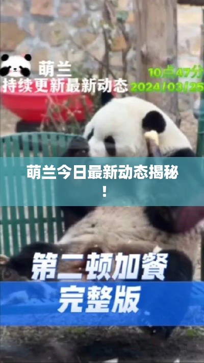 萌兰今日最新动态揭秘!