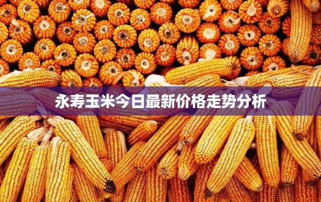 永寿玉米今日最新价格走势分析