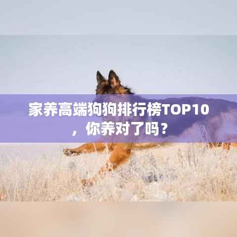 家养高端狗狗排行榜TOP10,你养对了吗?