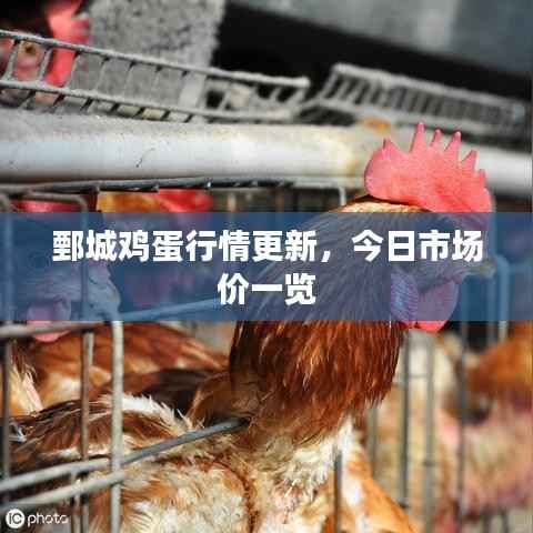 鄄城鸡蛋行情更新,今日市场价一览