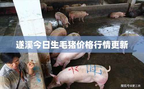 遂溪今日生毛猪价格行情更新