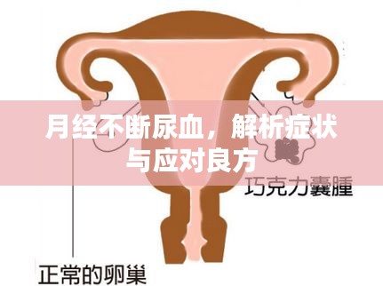 月经不断尿血,解析症状与应对良方